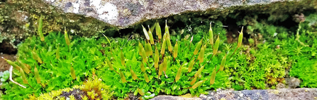 Encalypta vulgaris, "Extinguisher moss", growing between rocks in a wall.