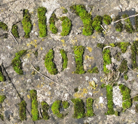 Cushion mosses, forming shapes that look like letters on a gravestone.