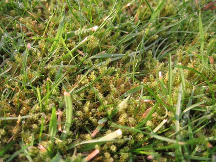 Rhytidiadelphus squarrosus  “Springy turf-moss”