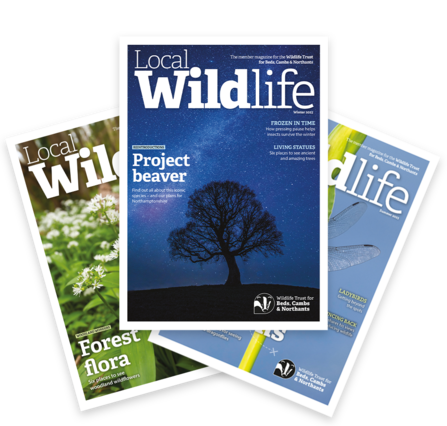 A fan of three copies of Local Wildife, the top cover, winter 2023, is of a leafless tree against a starry night sky