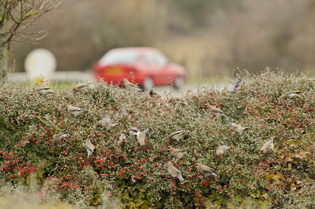 Waxwing