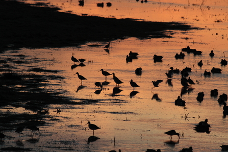 Waders, silhouetted against a peachy gold reflection of the water