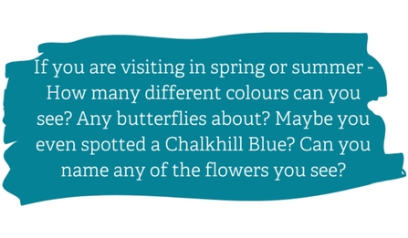 If you are visiting in spring or summer - How many different colours can you see? Any butterflies about? Maybe you even spotted a Chalkhill Blue? Can you name any of the flowers you see?