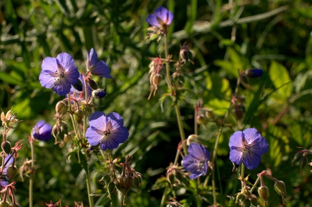 Purple flowers against a backdrop of green