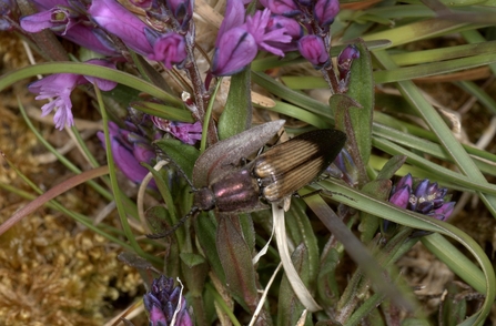 A dull gold and black beetle with a purple sheen sits on green leaves