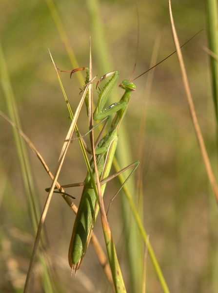 A green praying mantis perched vertically, head facing upwards and arms folded towards its body, on a blade of grass