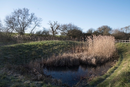 Dragonfly pond winter 2023