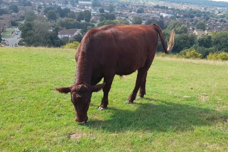 A red poll cow grazing on grass on a hill in the sun, with a townscape behind