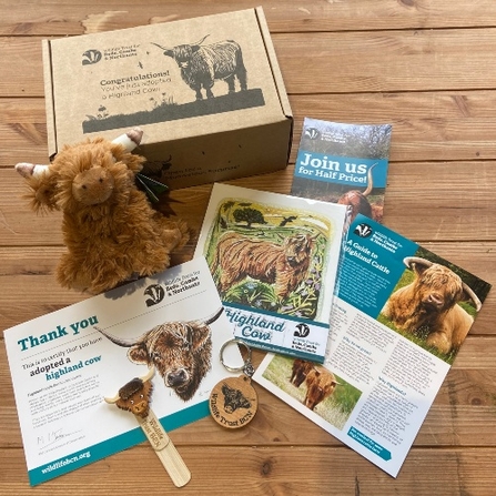 Contents of the adopt a highland cow box; a fluffy highland cow toy, certificate, artwork, bookmark and keyring, fact sheet and 1/2 price membership offer