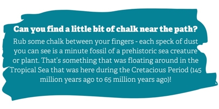 Can you find a little bit of chalk near the path? Rub some chalk between your fingers – each speck of dust you can see is a minute fossil of a prehistoric sea creature or plant. That’s something that was floating around in the Tropical Sea that was here during the Cretacious Period (145 million years ago to 65 million years ago)!