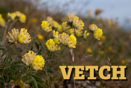 Kidney Vetch Trail anagram image