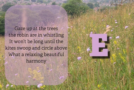 "Gaze up at the trees the robin are in whistling, It won’t be long until the kites swoop and circle above, What a relaxing beautiful harmony"