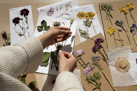 Dried flowers laid out on table