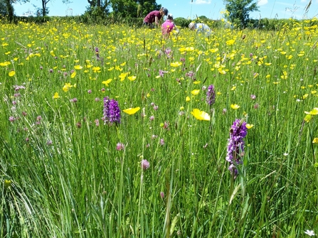 Meadow