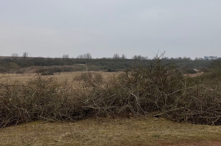Dogsthorpe Star Pit reserve