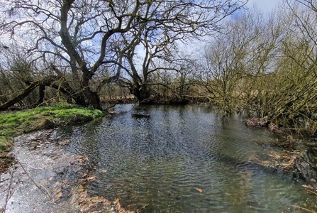Large Strawberry Hill pond
