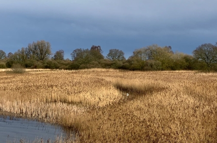 Woodwalton Fen