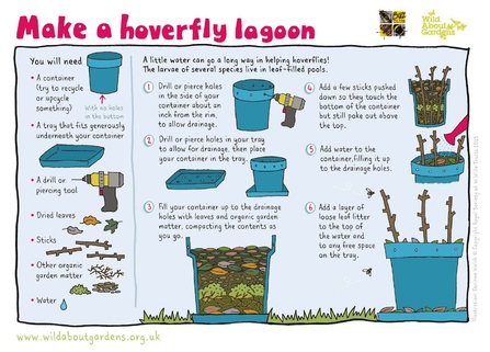 Illustrated guide to making a hoverfly lagoon