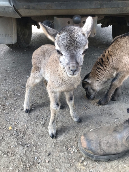 Two mouflon lambs stand, agouti-brown coloured and rather goat-like, alongside a man's boot