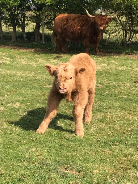 A pale orange young calf stands, wonky on its legs, as its shaggy orange mother looks on from the shade of a nearby hedgerow