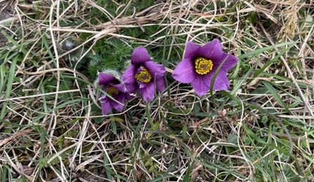 Pasque flower