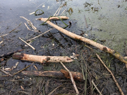 A pile of branches in shallow water that have had their bark removed