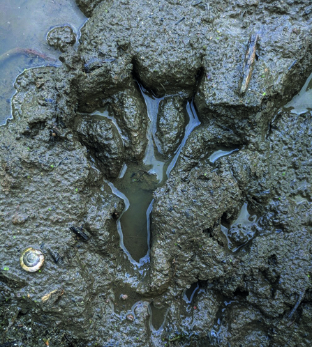 A beaver footprint in wet mud, partially filled with water