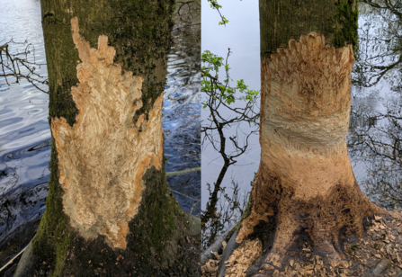 Two pictures of the same tree trunk, side-by-side, showing progressive chewing by beavers
