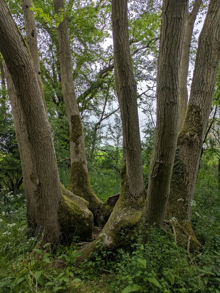 An ash coppice stool, several meters across, made up of a 'crown' of 70-year old ash trunks several meters across