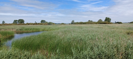 A landscape of reeds with gently winding watercourses running through them and a blue sky