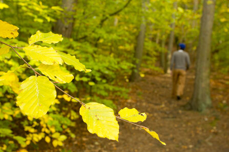 Close up of leaves with man walking in woods in background