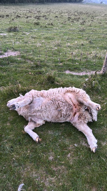 Pegsdon sheep attacked