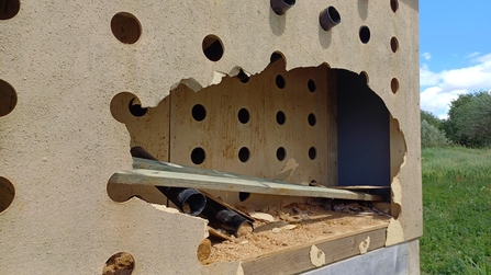 Sand martin box damage