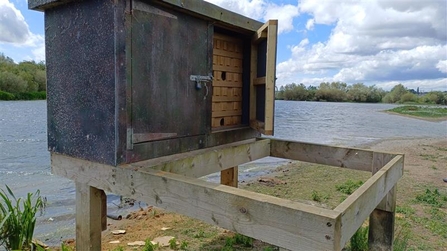 Sand martin box damage
