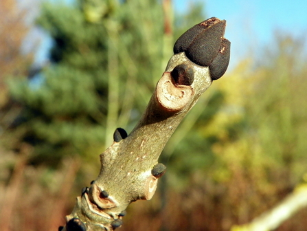 The bud of an ash tree resembles a deer hoof