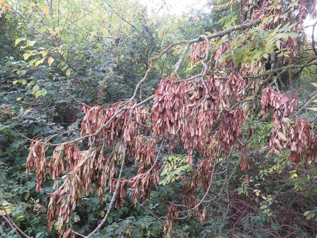 Brown ash keys hang from otherwise bare branches