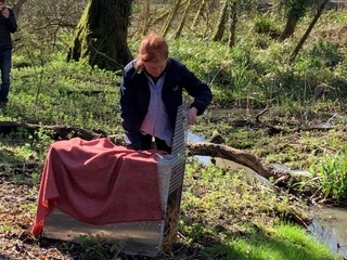 Dr Angelika von Heimendahl releasing a beaver