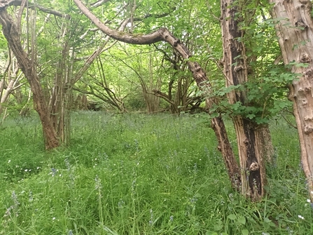 A woodland scene with trees and lush ground cover