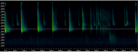 A sonogram showing bat calls
