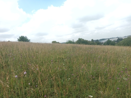 A flowering chalk grassland on the side of a hill