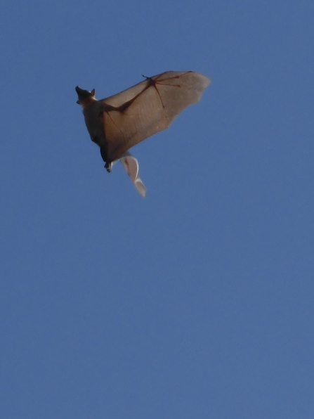 A bat in flight, the light through its wing membrane showing the arm and 'hand' structure