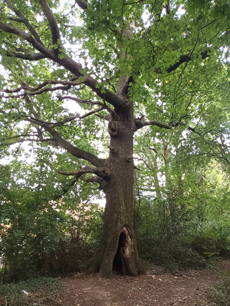 Veteran tree