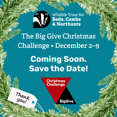 Big Give Save the Date