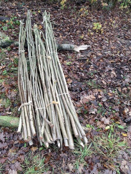 A pile of coppiced hazel bean pole bundles in woodland.
