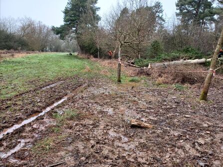 A muddy patch with wet tracks going through it on a nature reserve