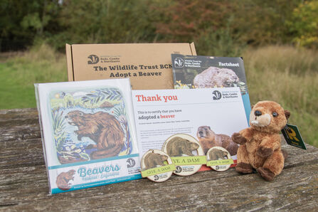 Beaver Adoption Pack - cuddly toy, wooden magnet, badge and keyring, certificate, print and factsheet