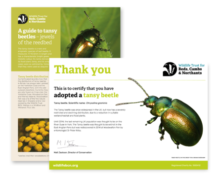 A picture of the certificate and factsheet you'll get when you adopt a tansy beetle