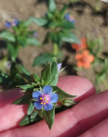 Blue Pimpernel by Lucy Wilson