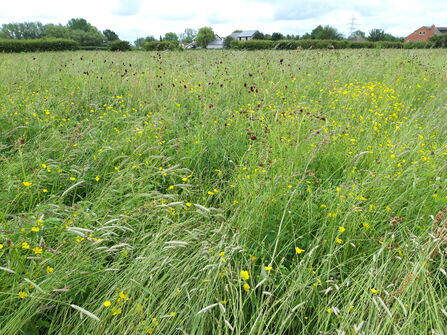 White Mills Meadows