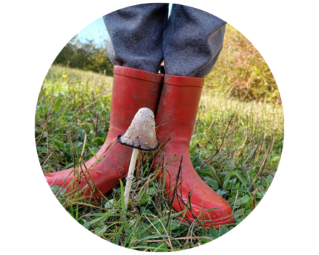 Someone stands with red wellies behind a shaggy ink cap mushroom the image is cropped into a circle shape
